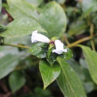 1 Angiosperms (Flowering Plants) - I - Dicotyledons
